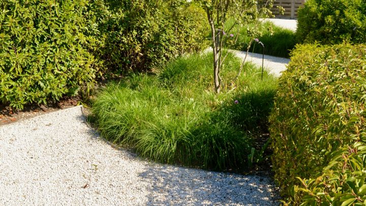 tuin aanleg beplanting